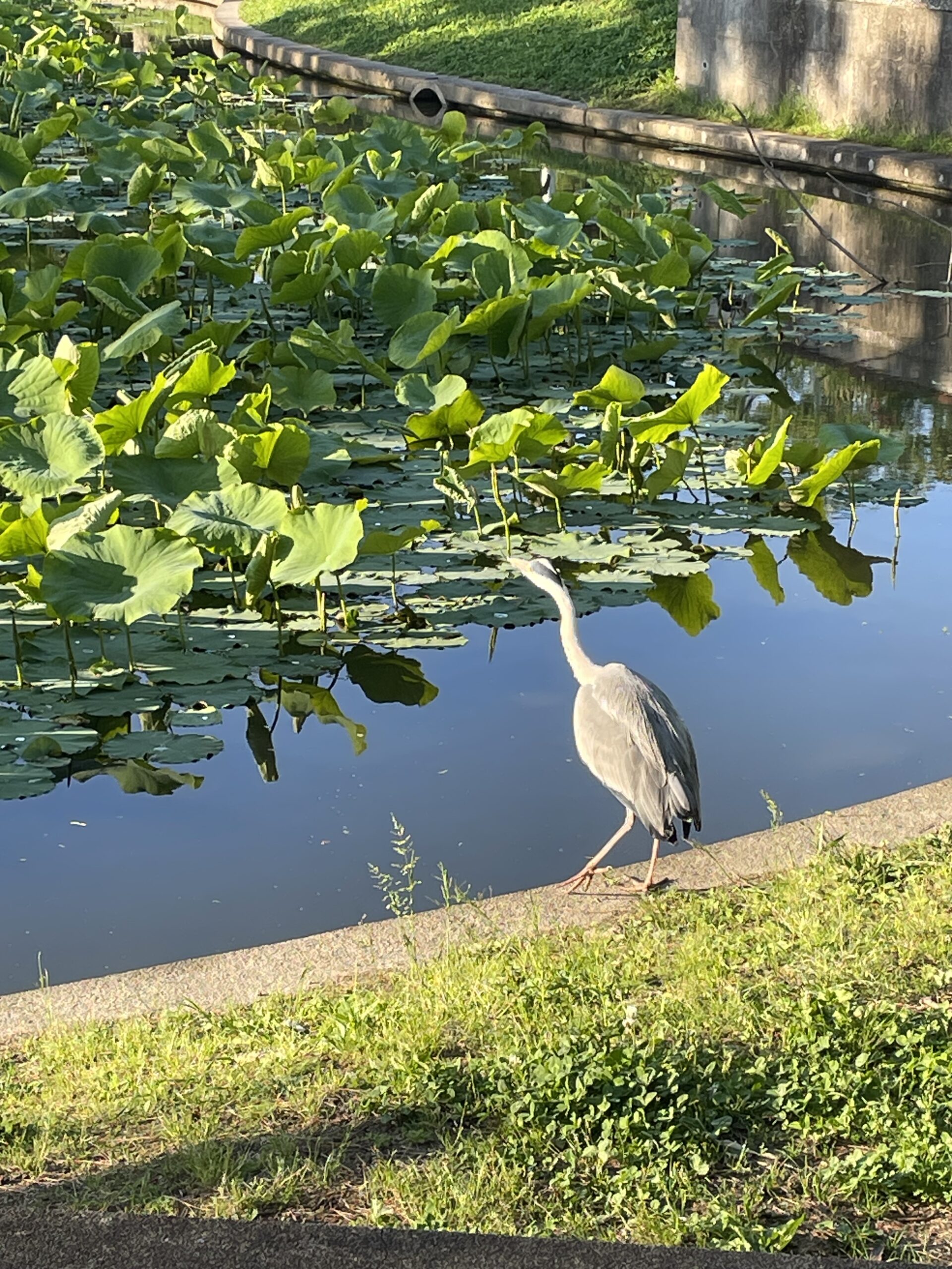 鳥のサギ（鷺）