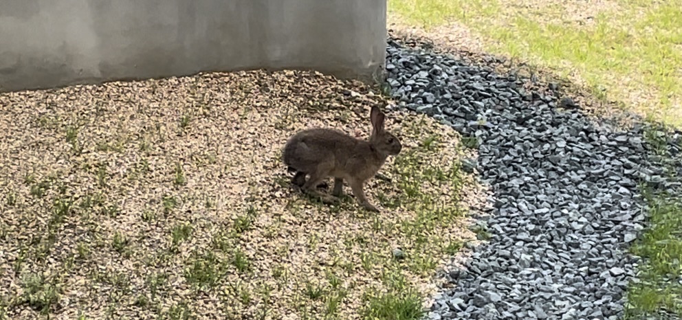 野うさぎ